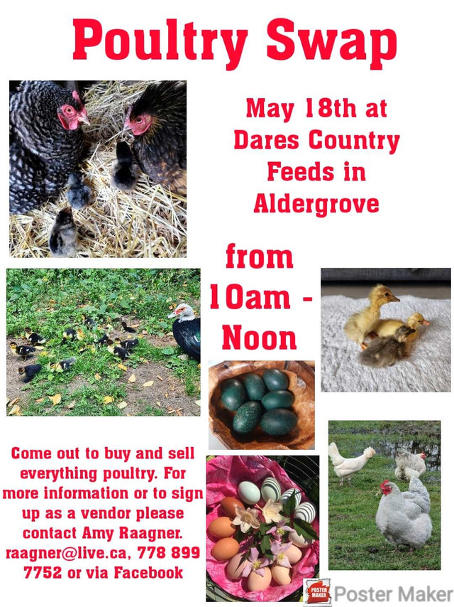 Poultry Swap!  in Livestock in Delta/Surrey/Langley