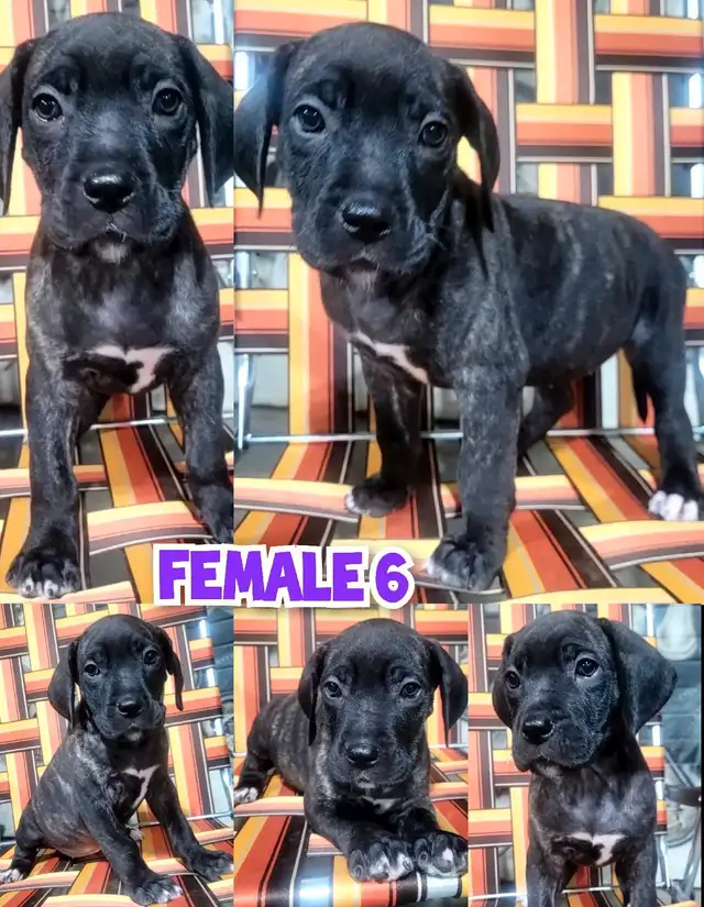 Great Dane x Mastiff puppies Ready to go! in Dogs & Puppies for Rehoming in Edmonton - Image 4