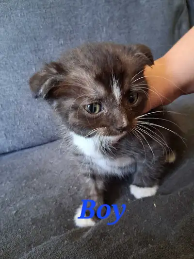 Scottishfold Kittens Ready for Rehome, View more