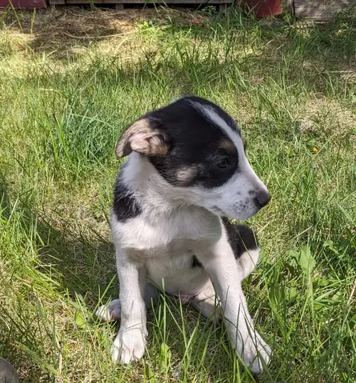 border collie puppies for sale , 3 females 2 males Dad is a working dog, the mom is a pet Would do w...