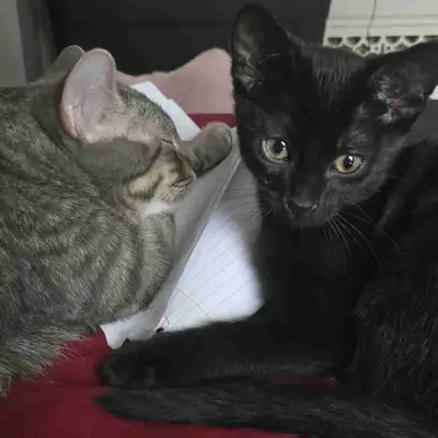 kitten for sale, View more