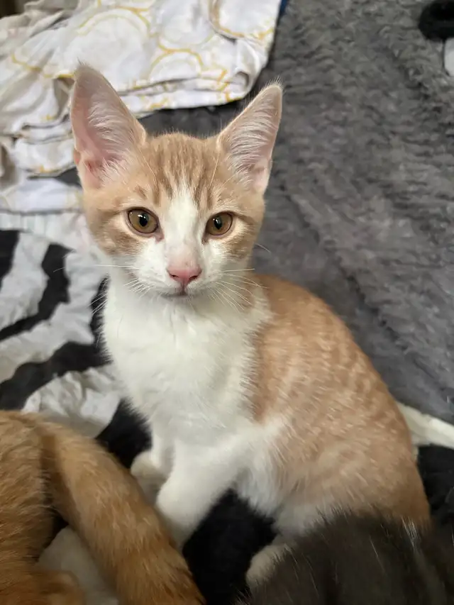 Cute & Curious in Cats & Kittens for Rehoming in West Island - Image 4