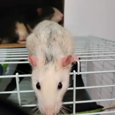 A donner avec cage neuve équipée et 2 sac de nourriture neuf !3 rats mâle a donner un blaze noir et...