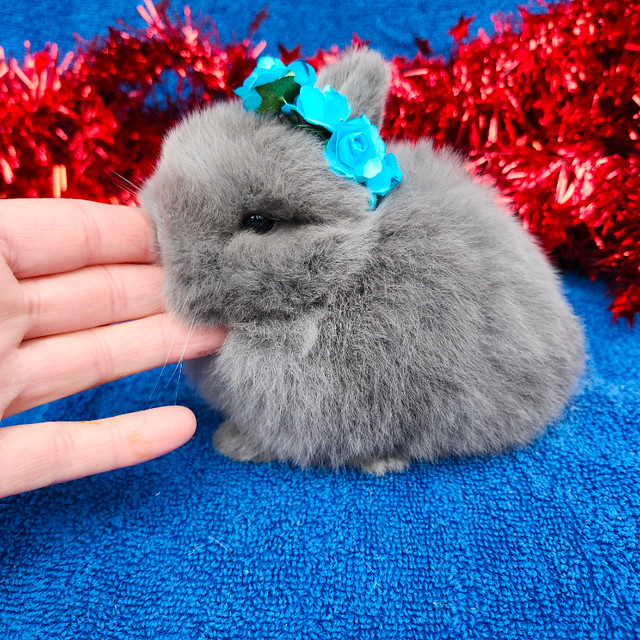 EXTRAORDINARY NETHERLAND DWARF, HOLLAND LOP,  ANGORA BUNNIES in Small Animals for Rehoming in North Bay - Image 3