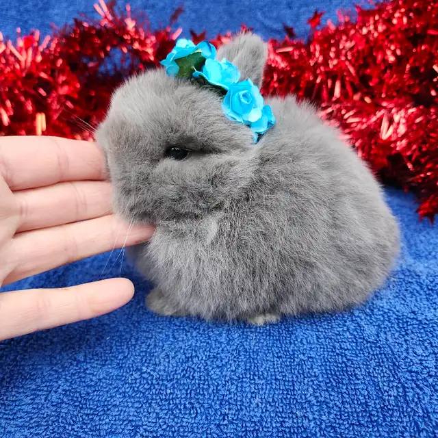 EXTRAORDINARY NETHERLAND DWARF, HOLLAND LOP,  ANGORA BUNNIES in Small Animals for Rehoming in North Bay - Image 4