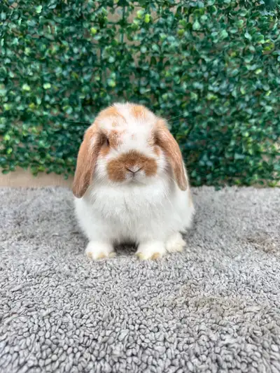 Purebred Holland Lop Bunnies , View more