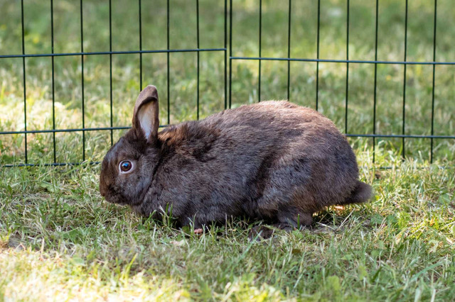 Bunnies looking for loving families  in Small Animals for Rehoming in Brantford - Image 2