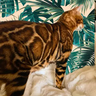 Stunning Top Quality Purebred TICA Registered Bengal Kittens, View more