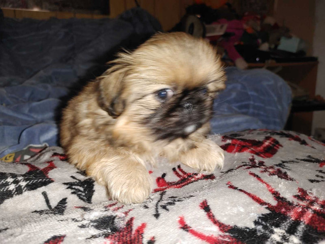 Chinese Pekingese in Dogs & Puppies for Rehoming in Winnipeg - Image 3