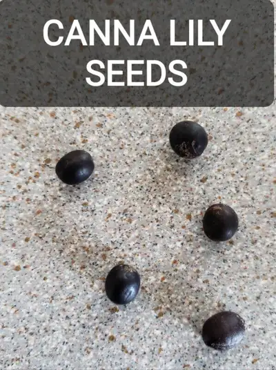 10 CANNA LILY  SEEDS -  10 SEMANCES CANNA LYS, View more
