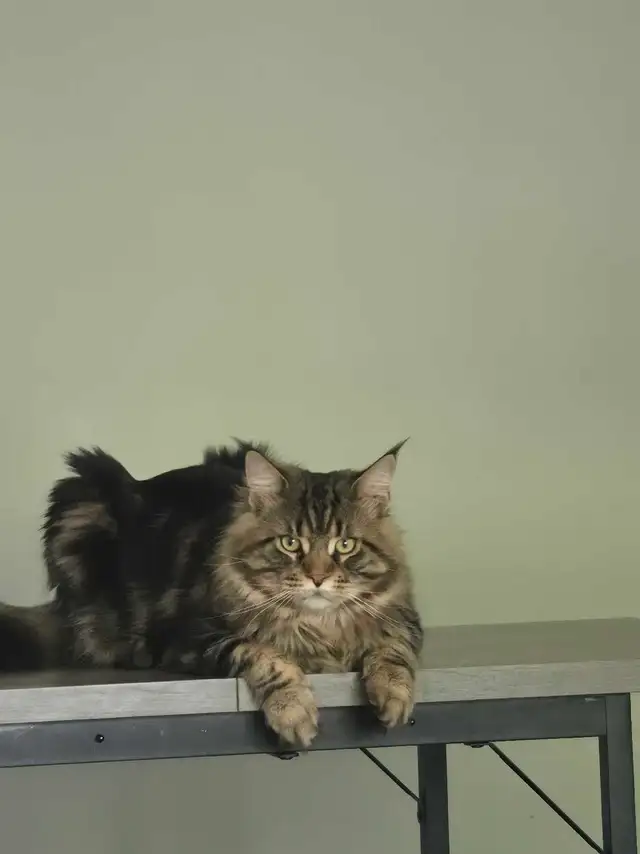 Majestic Purebred Mainecoon Male - Exceptional Temperament in Cats & Kittens for Rehoming in Oakville / Halton Region - Image 3