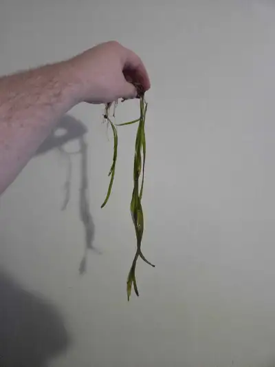 XL Jungle Val (FREE), View more