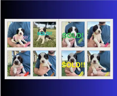 15 English Springer Spaniel Puppies, View more