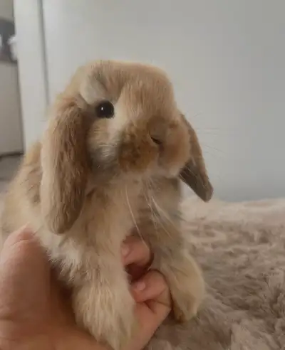 bébé lapin belier hollandais | disponible | Holland Lop Bunny, View more