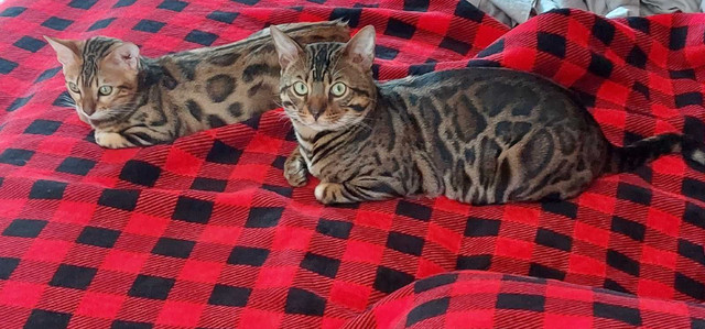 mâle bengal dans Chats et chatons à adopter  à Lanaudière - Image 4