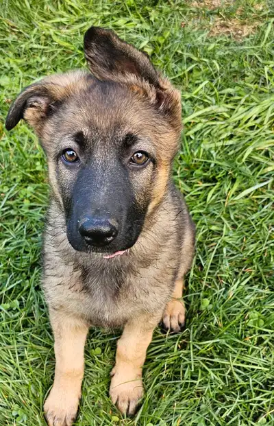 German Shepherd Puppies, View more