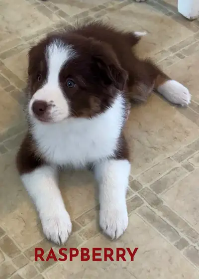 ***GORGEOUS AUSTRALIAN SHEPHERD/RED BORDER COLLIE PUPS ***, View more