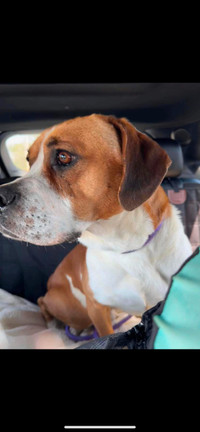 Frankie-3yr male bassett hound/beagle mix