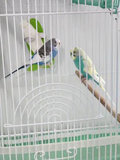 Two budgies looking to be rehomed. $35 each. Cage is for sell too.