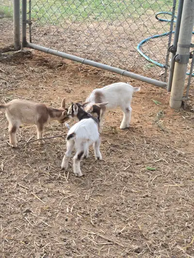 We are looking at downsizing and have more baby goats available. $200 - Nigerian Dwarf X Mini Lamanc...
