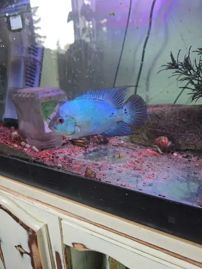 Blue Thai Silk female flowerhorn fish aquarium tank, View more