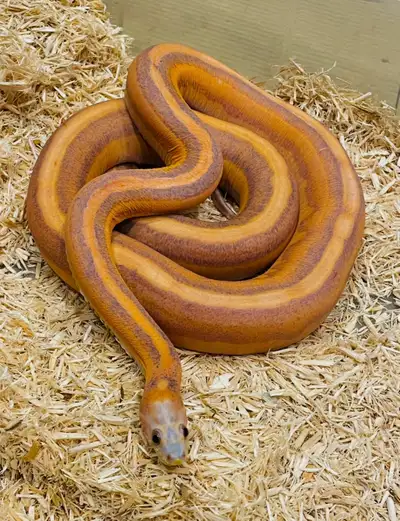 Breeder Male Scaleless Tessera Cornsnake, View more