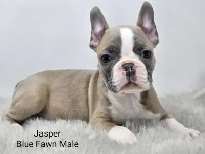 Frenchton Puppies, View more