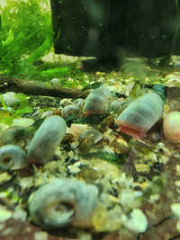 Green Rili Shrimp Culls / Vert rili crevette culls