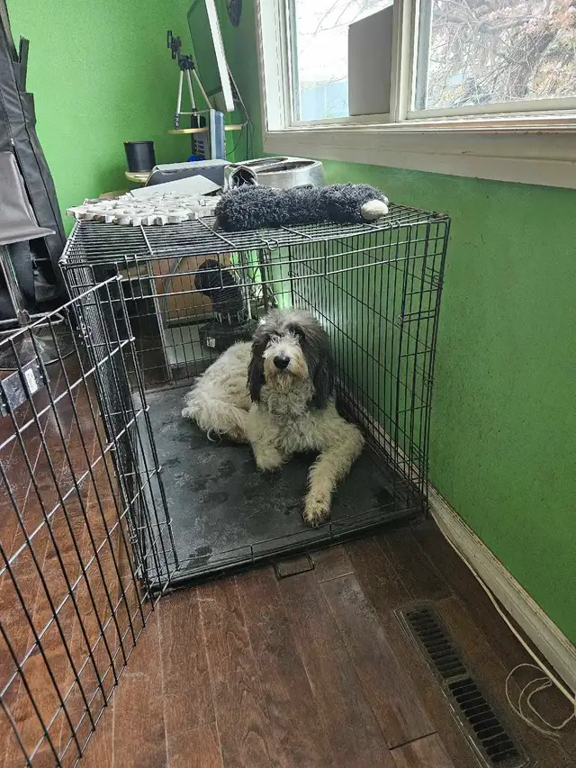 PYRENEES/ POODLE. PYREDOODLE in Dogs & Puppies for Rehoming in Winnipeg - Image 2
