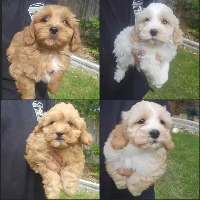 Beautoful Shihpoo Puppies for Sale, View more