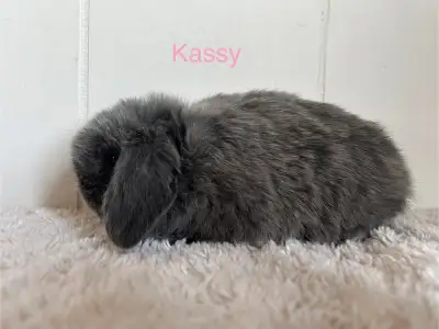 We have five little lops left. Three male and two female. They are ready to go May 10th. They are pe...