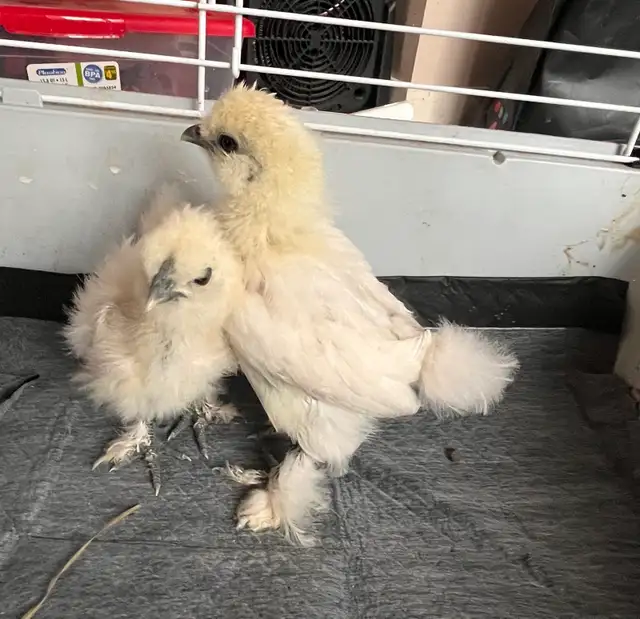 silkie chicks  in Livestock in St. Albert - Image 3