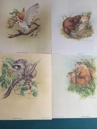 Michael Dumas Wildlife Prints