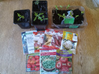 GARDEN SEEDS