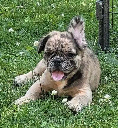 Fluffy French bulldog puppies, View more