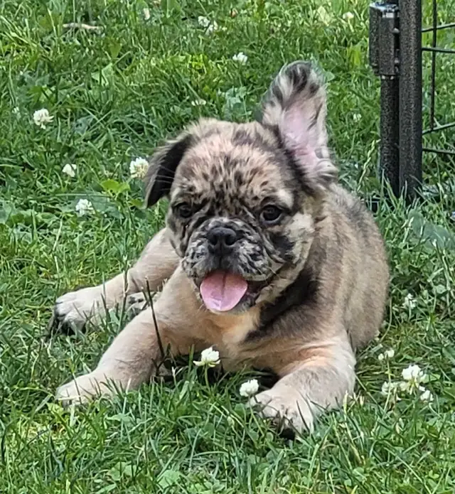Fluffy French bulldog puppies in Dogs & Puppies for Rehoming in City of Toronto - Image 5