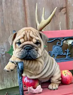 ⭐️BULLDOG ANGLAIS⭐️ in Dogs & Puppies for Rehoming in Québec City - Image 2
