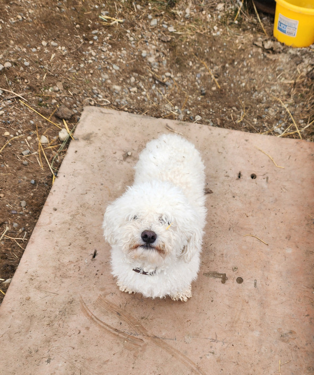 Bichon Frize Pair in Dogs & Puppies for Rehoming in Prince George - Image 4