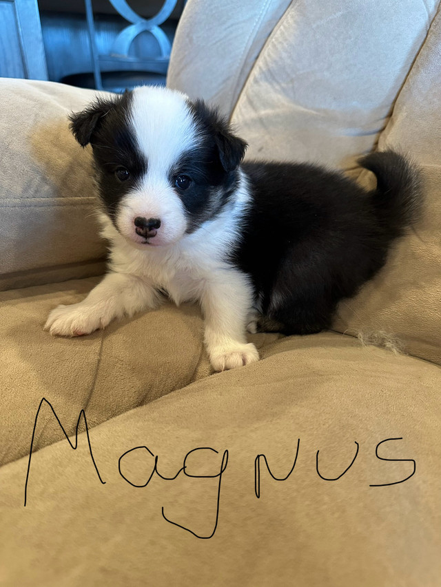 Registered Icelandic sheepdogs 2 left in Dogs & Puppies for Rehoming in Edmonton - Image 4