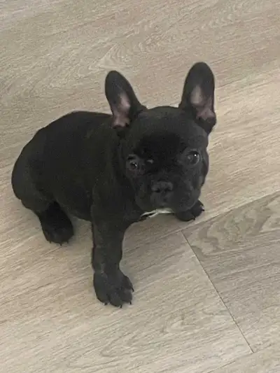 french bulldogs., View more