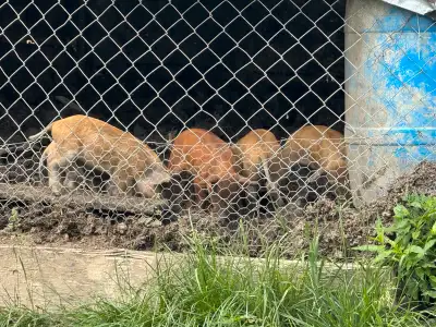 Purebred Mangelica Piglets, View more