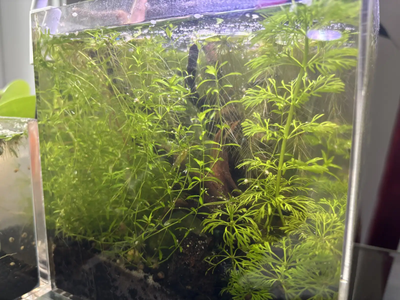 Aquarium Plants, Low Maintenance, View more