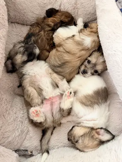 Adorable Shorkie Poo Puppies - Ready for New Homes!, View more
