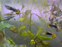 Trio of Male Guppies - Located in Lowbanks