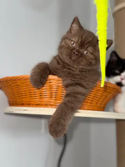British shorthair TICA  Purebred  kittens, View more