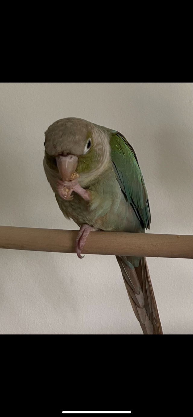 Cinnamon turquoise green cheek conure. in Birds for Rehoming in Edmonton