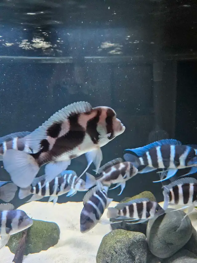 F1 Black Widow Frontosas  in Fish for Rehoming in Woodstock - Image 3