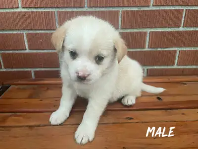Puppies looking for forever homes, View more