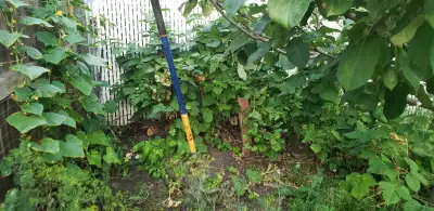 $5 each . Bush of 3-4 plants $15 They form clusters like a bush, View more
