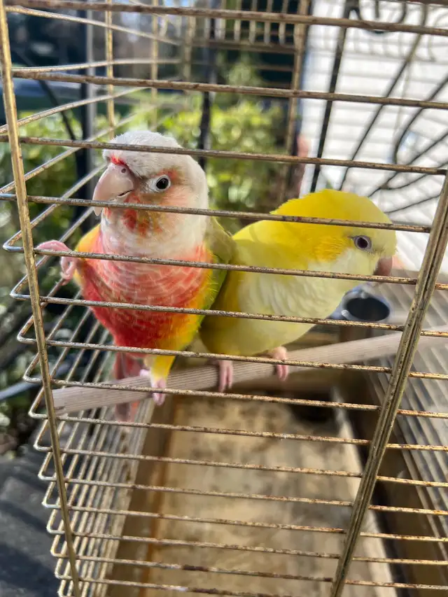 Bonded Pair for Rehoming – Pineapple Conure & Lutino Quaker in Birds for Rehoming in Delta/Surrey/Langley - Image 2